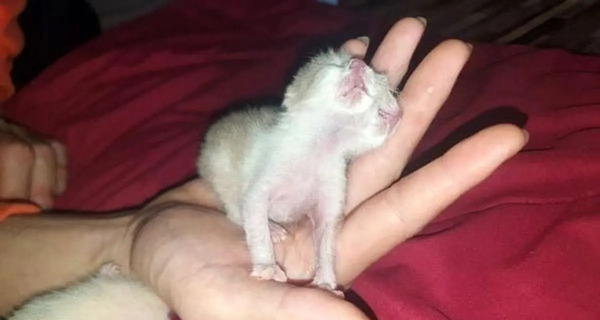 عکس بچه گربه یک روزه