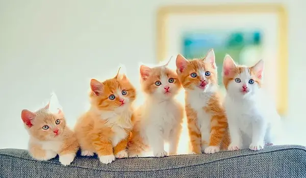 عکس بچه گربه یک روزه