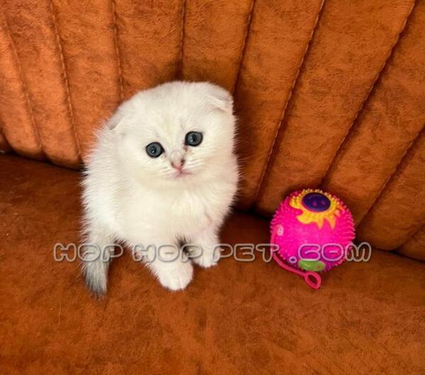 عکس بچه گربه یک روزه