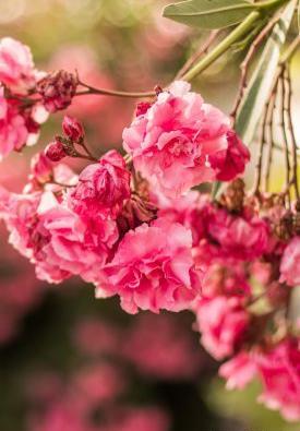 یه عکس زیبا برای تصویر زمینه