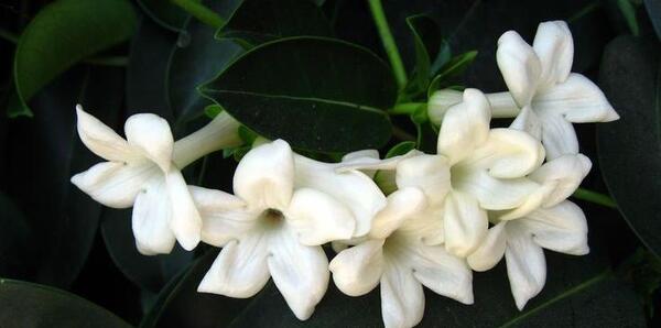 عکس تصویر زمینه گل مریم