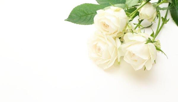 گل عکس تصویر زمینه زیبا روشن