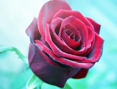 عکس گل زیبا برای تصویر