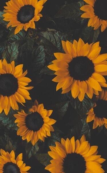 قشنگ ترین عکس تصویر زمینه