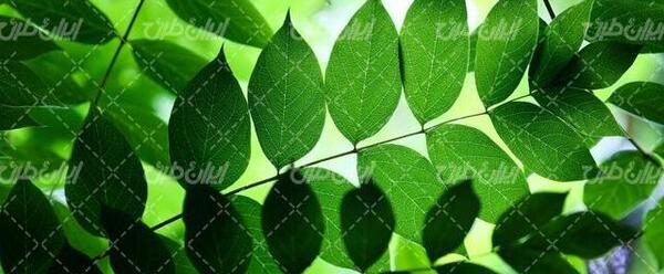 عکس سبز تصویر زمینه