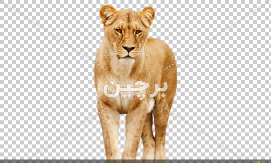 عکس برای تصویر زمینه شیر