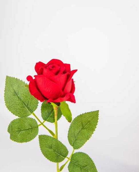 عکس گل تصویر پس زمینه