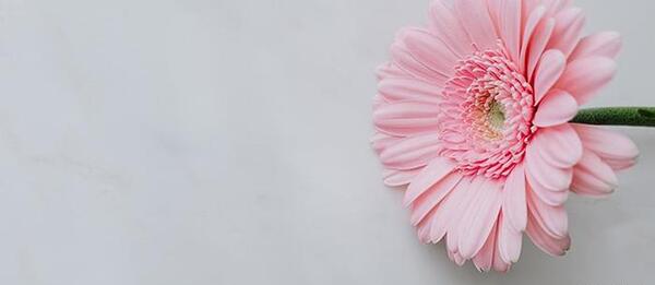 عکس گل تصویر پس زمینه