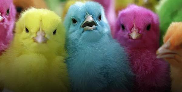 عکس جوجه رنگی برای تصویر زمینه