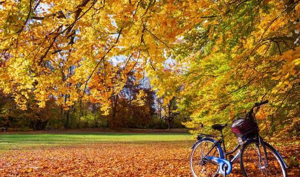 عکس های تصویر زمینه جنگل