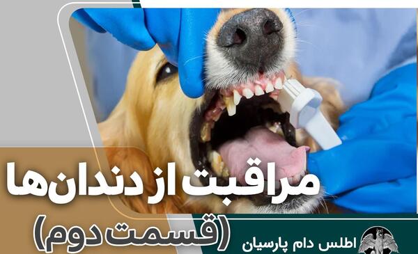عکس دندان های سگ ژرمن