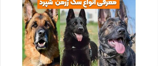 عکس انواع سگ های ژرمن