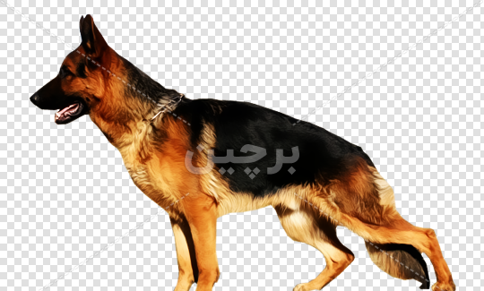 عکس سگ از نژاد ژرمن