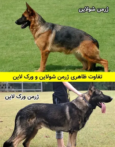 عکس سگ از نژاد ژرمن