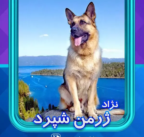 عکس سگ از نژاد ژرمن شپرد