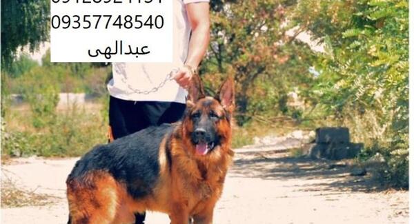عکس سگ ژرمن شپرد نگهبان