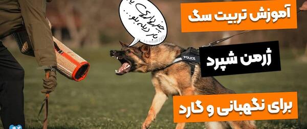 عکس سگ ژرمن شپرد نگهبان