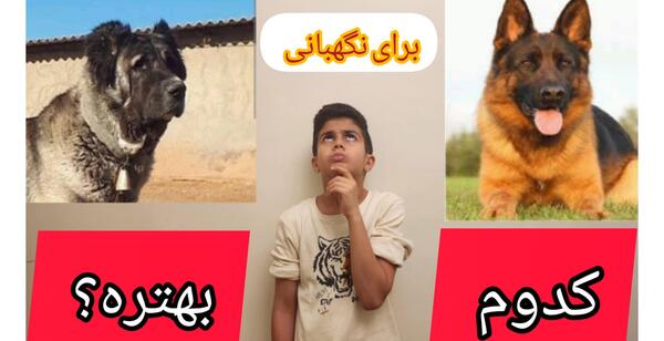 عکس سگ ژرمن شپرد نگهبان