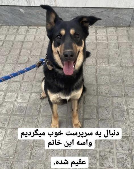 عکس سگ میکس ژرمن دوبرمن