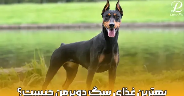 عکس سگ میکس ژرمن دوبرمن