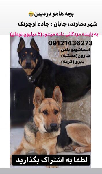 عکس سگ میکس ژرمن دوبرمن