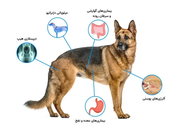 عکس سگ ژرمن شپرد گرگی