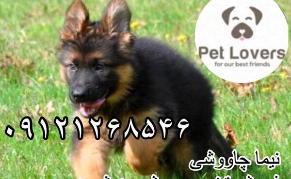عکس قیمت سگ ژرمن