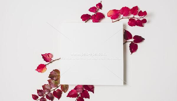 عکس پروفایل گل یخ زده