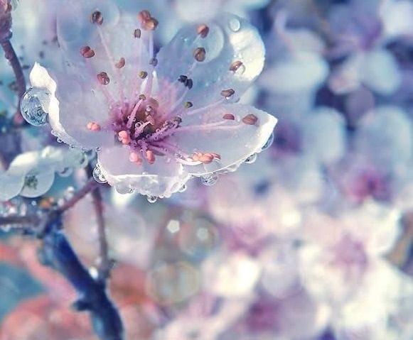 عکس پروفایل گل یخ زده