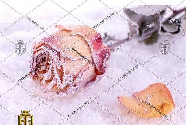 عکس پروفایل گل یخ زده