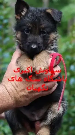 عکس قوی ترین سگ ژرمن