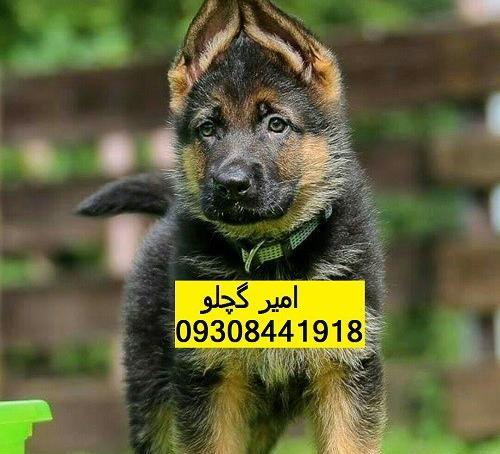 عکس عروسک سگ ژرمن شپرد