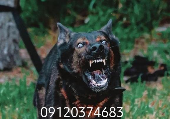 عکس عکس سگ ژرمن شپرد