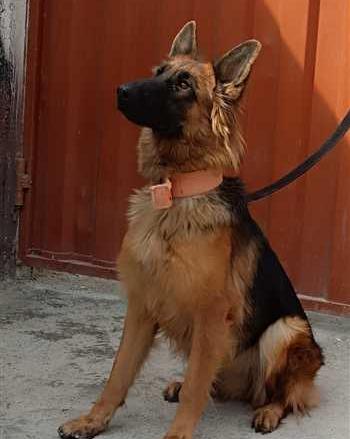 عکس سگ ژرمن شپرد خوشگل
