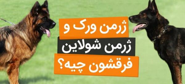 عکس خوشگل ترین سگ ژرمن
