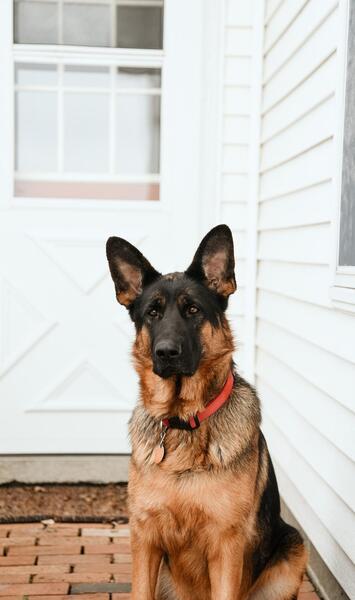 عکس خوشگل ترین سگ ژرمن