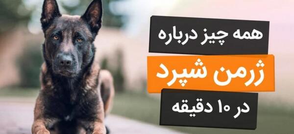 عکس خوشگل ترین سگ ژرمن