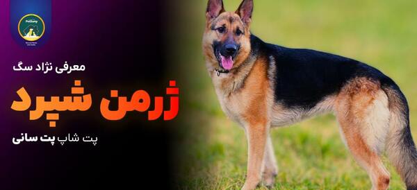 عکس سگ ژرمن و پیت بول