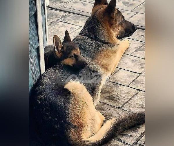 عکس سگ بچه ژرمن شپرد