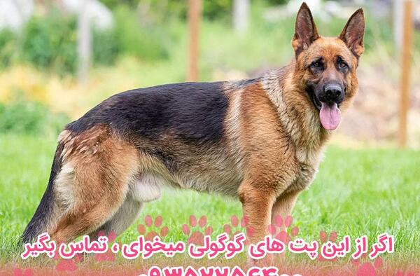 عکس سگ بچه ژرمن شپرد