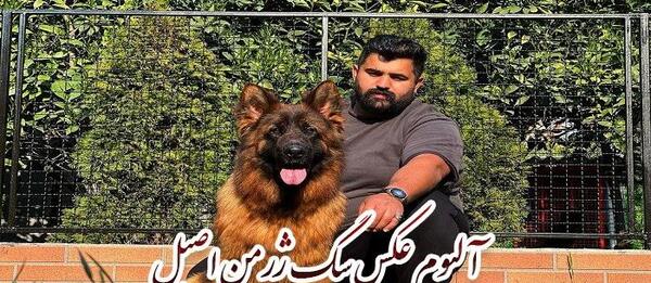 عکس سگ بچه ژرمن شپرد