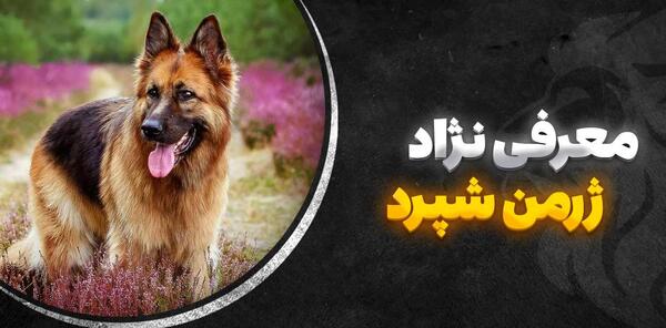 عکس سگ بچه ژرمن شپرد