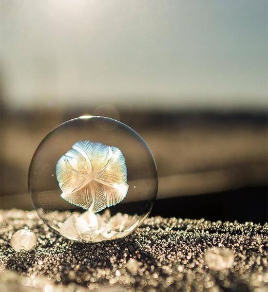 عکس گل یخ زده برای پروفایل