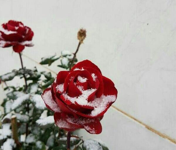 عکس گل یخ زده برای پروفایل