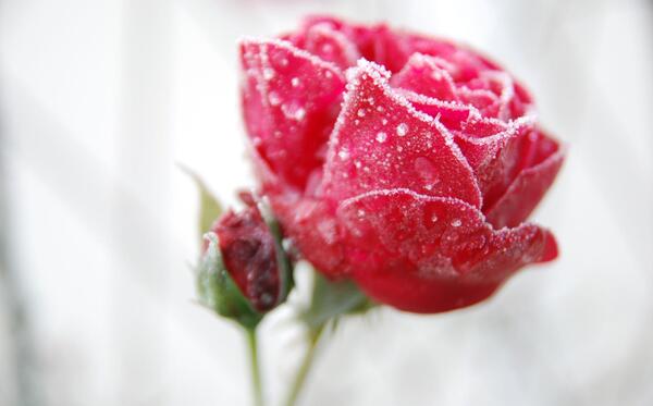 عکس گل یخ زده برای پروفایل