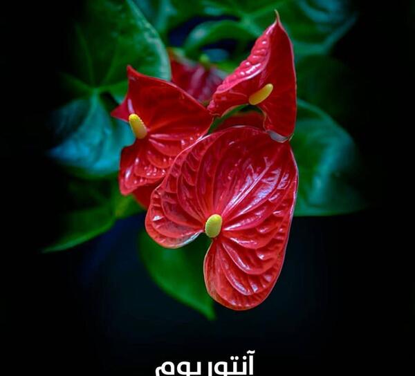 عکس گل یخ زده برای پروفایل
