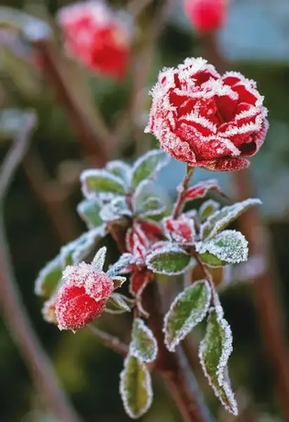عکس گل یخ زده برای پروفایل