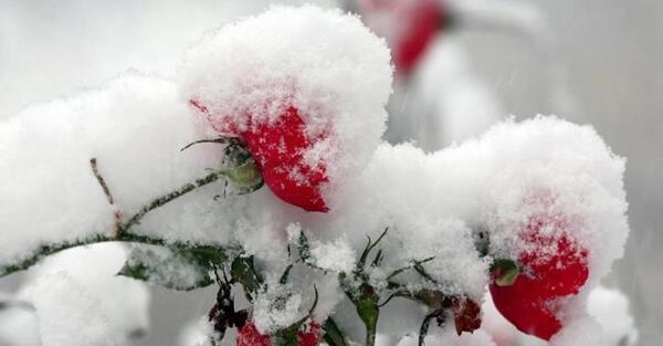 عکس گل یخ زده برای پروفایل