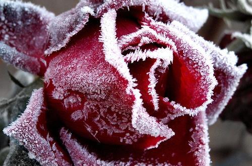 عکس گل یخ زده برای پروفایل