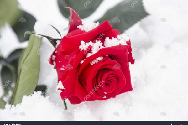 عکس گل یخ زده برای پروفایل